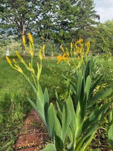 お皿