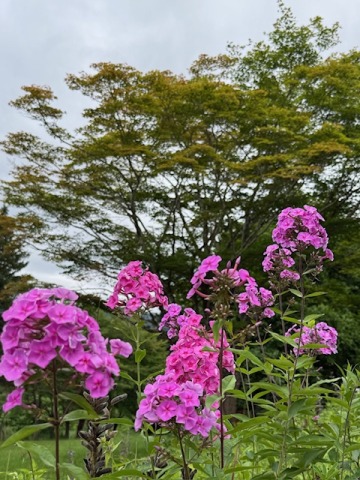 お皿