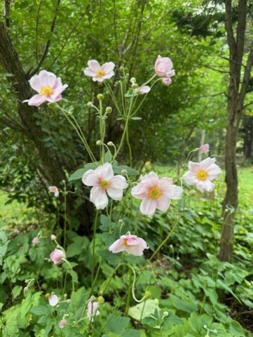 お皿