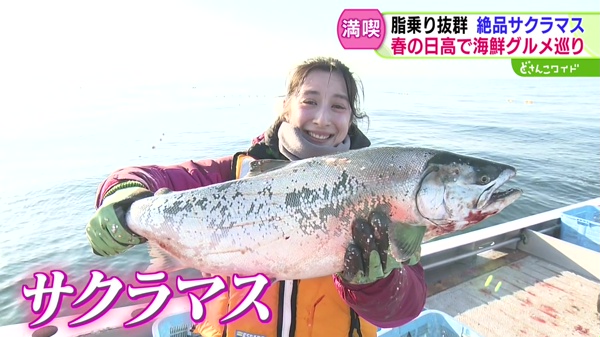 どさんこワイド179 特集画像