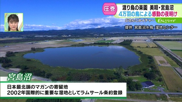 どさんこネイチャー“渡り鳥の楽園 美唄市・宮島沼の感動の夜明け”