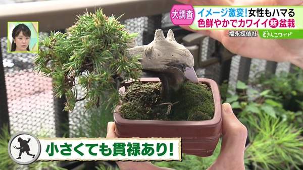 福永探偵社〜オシャレでカワイイ！？令和の盆栽ブーム