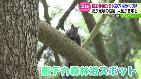 どさんこワイド179 特集画像