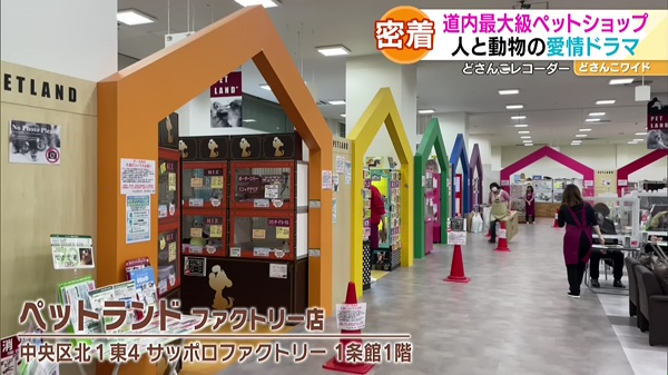 どさんこレコーダー ペットショップに密着 特集 どさんこワイド１７９ テレビ ｓｔｖ札幌テレビ