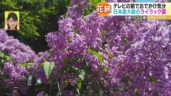 ハナタビ北海道〜滝川の菜の花畑＆札幌のライラック