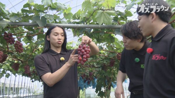 紅いシャインマスカット